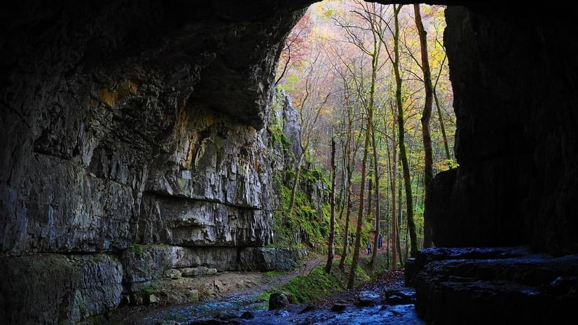 An entrance to a cave enveloped by green foliage.