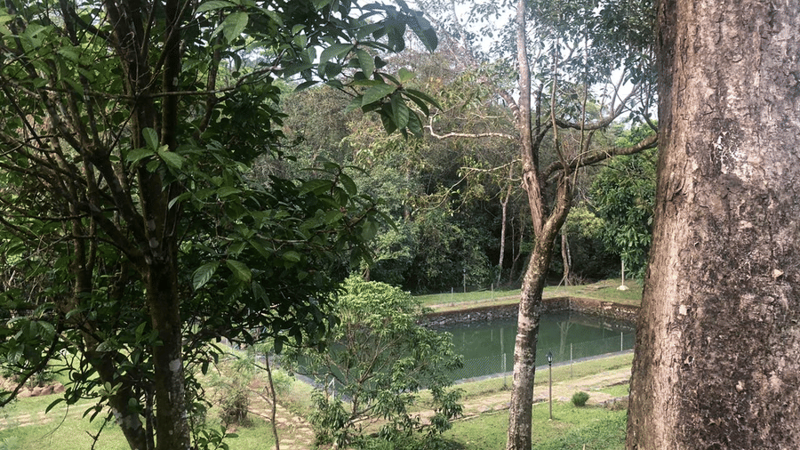 A serene outdoor setting with tall trees and a small water body.- Abad Brookside Lakkidi, Wayanad