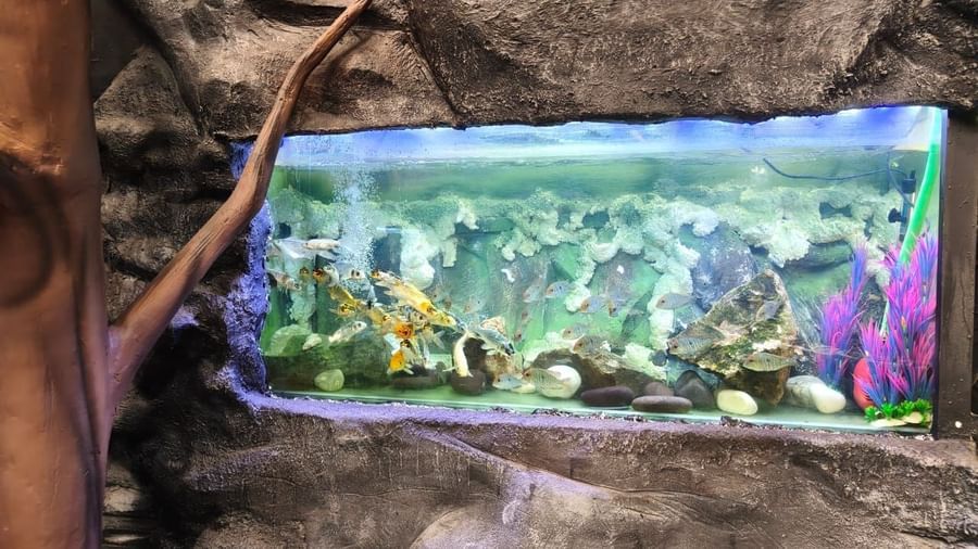 Aquarium window with small fish swimming among rocks at Bird Park - EsselWorld.