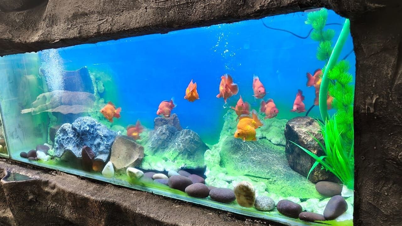Bright orange and yellow fish in a curved aquarium set into a rock wall at Water Kingdom
