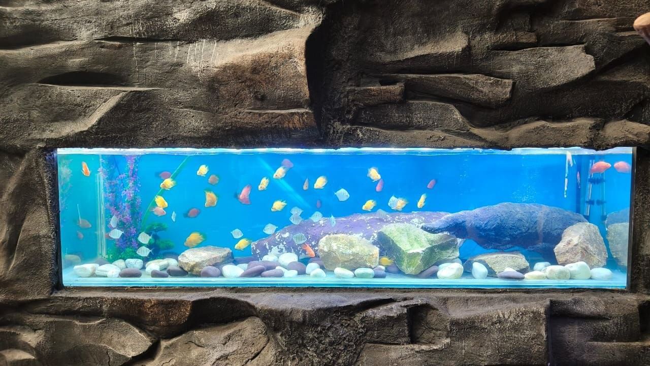 Wide fish tank with multiple species set in a rocky environment at Water Kingdom Fish Paradise