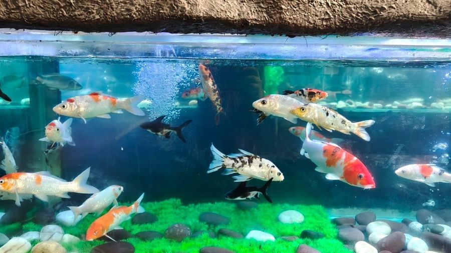 Colorful koi fish swimming in a rock lined tank at Water Kingdom Fish Paradise