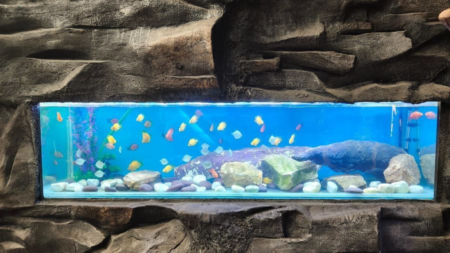 Wide fish tank with multiple species set in a rocky environment at Water Kingdom Fish Paradise