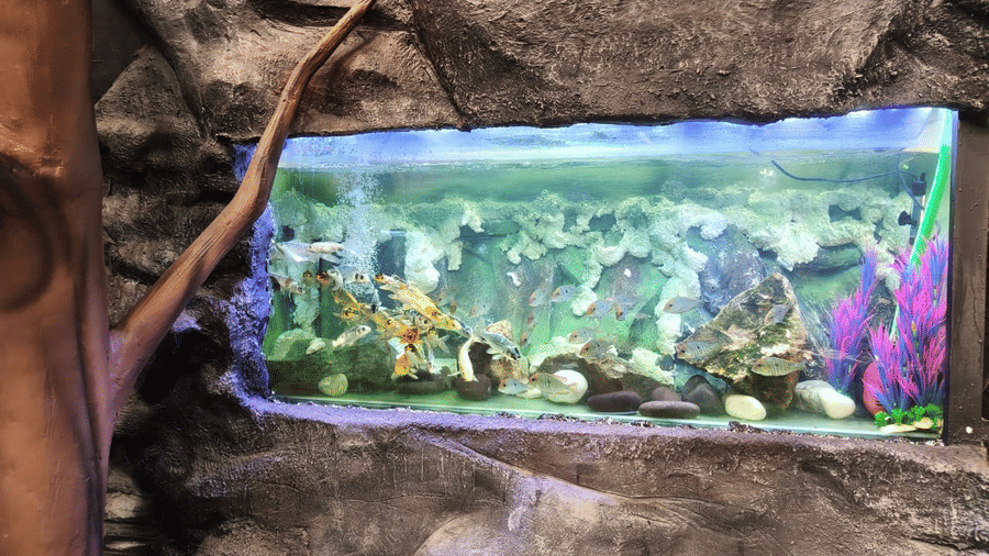 A view of an aquarium in Mumbai with various plants and fish inside it. The aquarium is kept in a rock wall at Water Kingdom Fish Paradise.