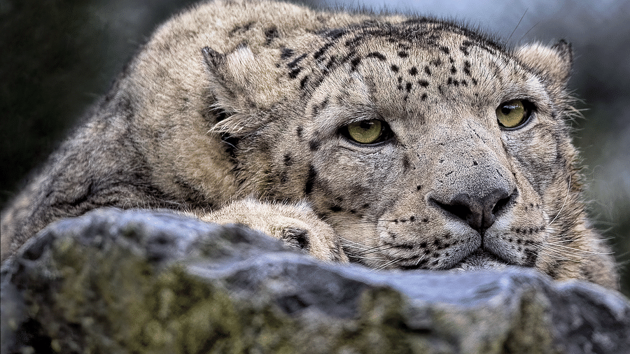 Snow leopard resting on a stone surface