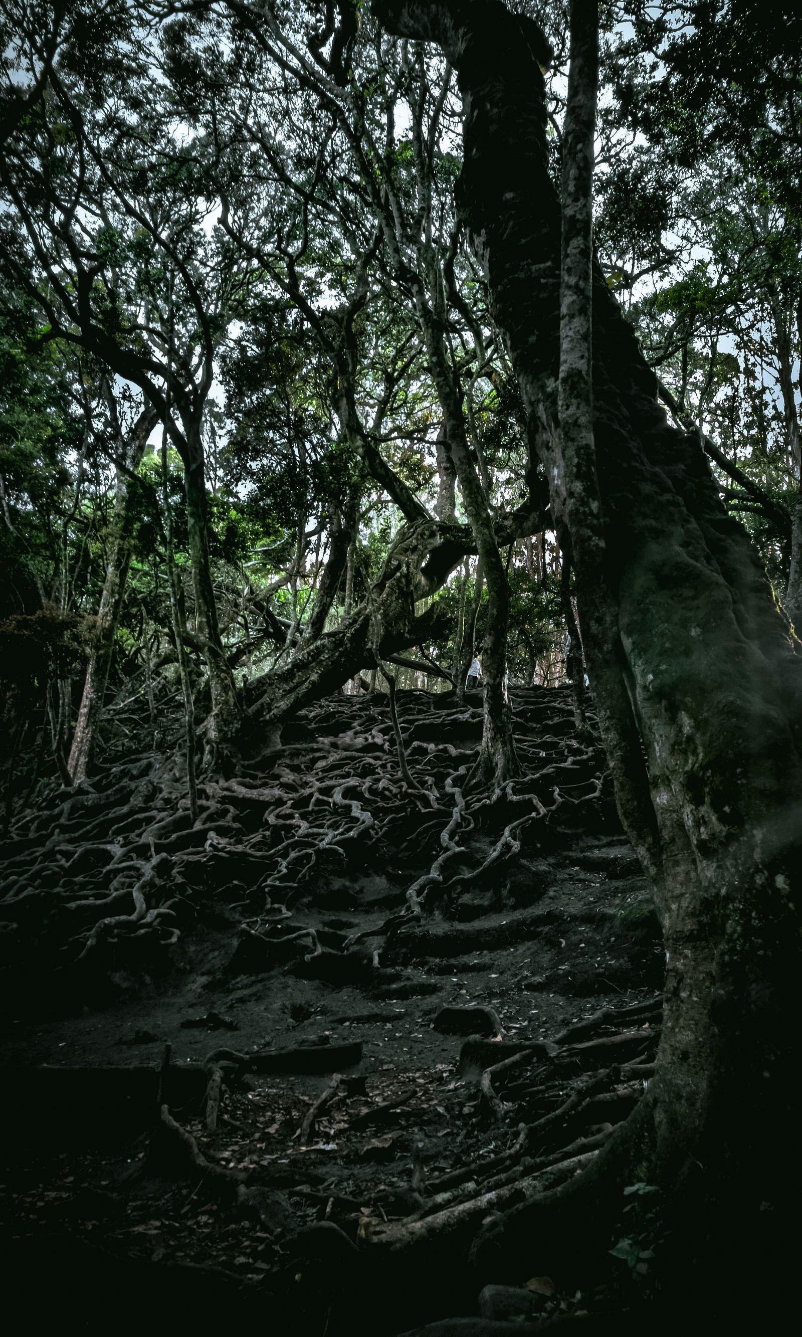 An image of trees near Guna Cave