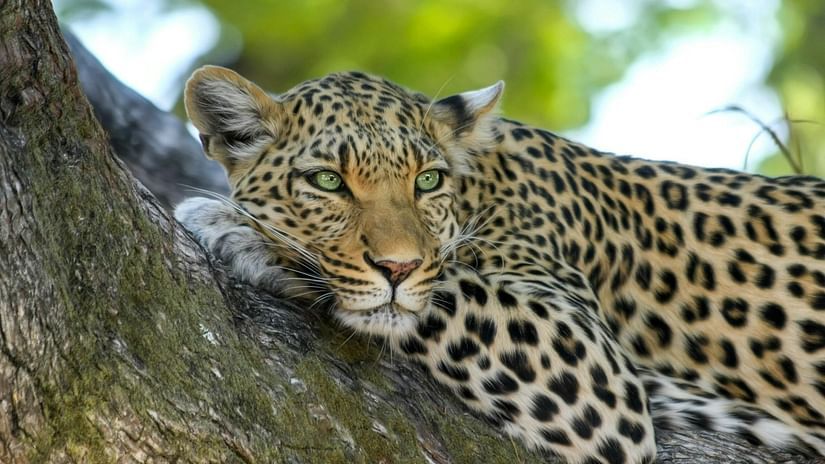 A cheetah lying on a tree branch.