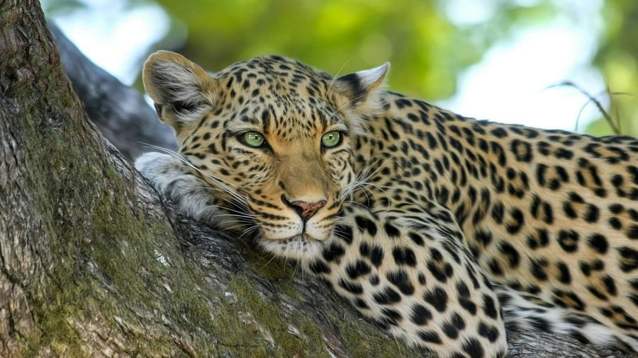 A cheetah lying on a tree branch.
