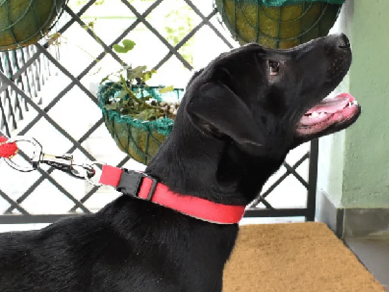Black dog with red collar near potted plants on a wall at Karma Chalets.