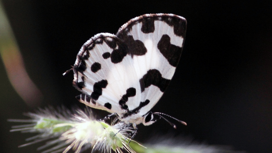 Angled Pierrot-Reni Pani Jungle Lodge-Best Hotels in Madhya Pradesh-things to do in satpura