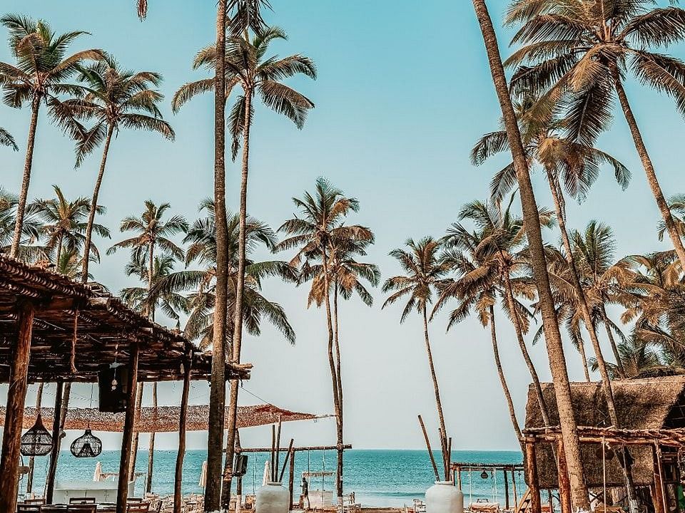 A lot of Palm trees in front of a beach