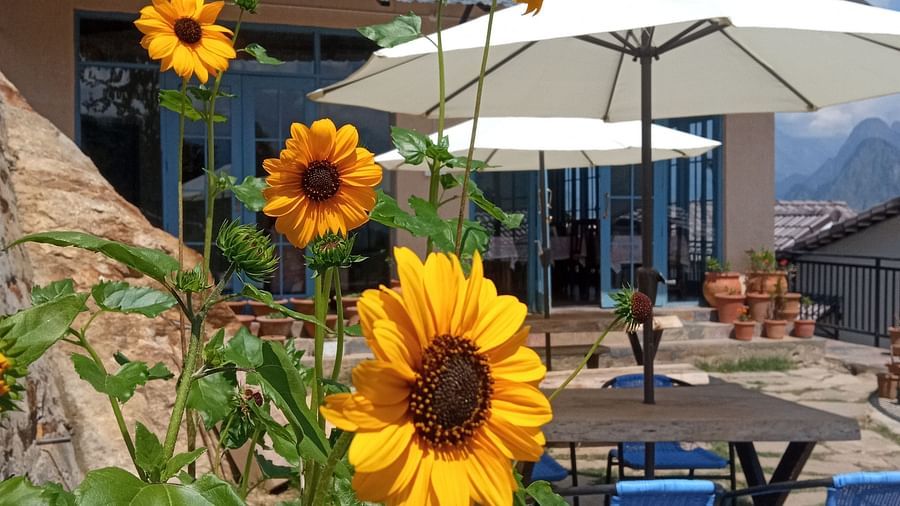 Image of sunflowers |Faraway Cottages, Auli