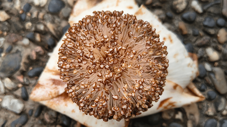 Upside-down mushroom on gravel surface showing gills and stem, with circular cap featuring brown centre and lighter edges.