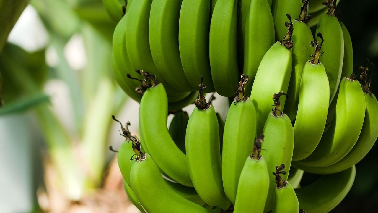 An image featuring a cluster of green, unripe bananas.