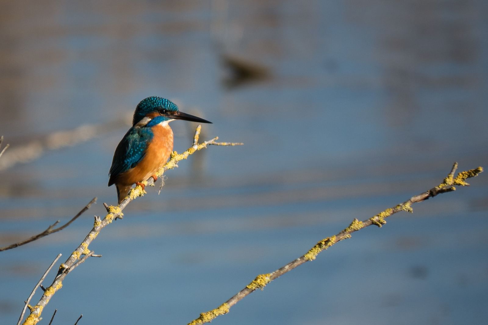 A kingfisher bird perched on a small brach at kumarakom bird sanctuary.