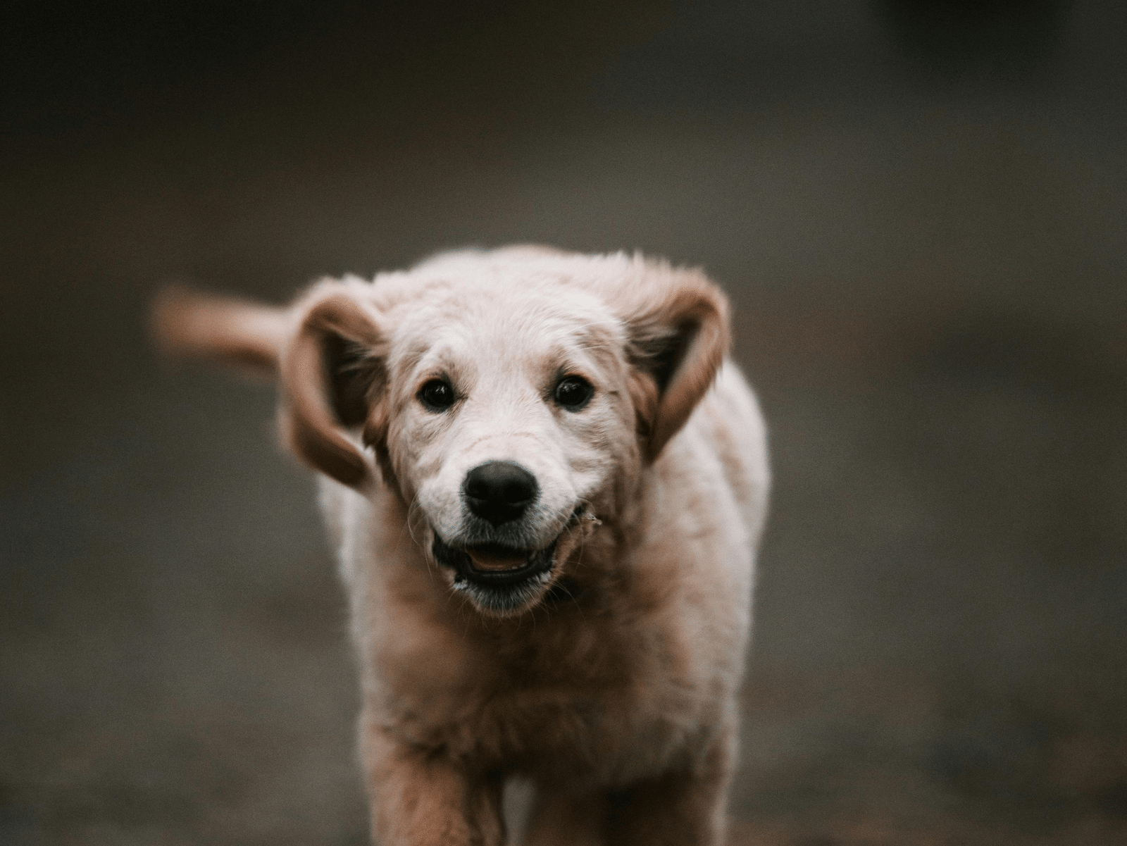 pexels-taryn-elliott-4426356