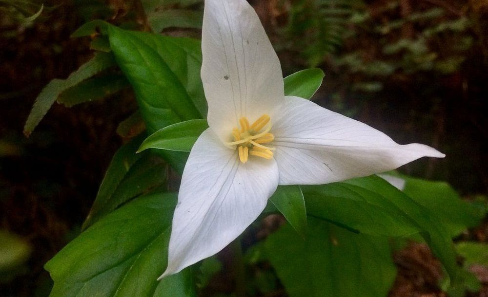 A three-petaled flower growing in a natural setting.