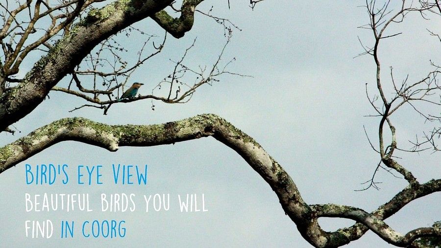 Promotional image of 'Bird's Eye View: Beautiful Birds You Will Find in Coorg