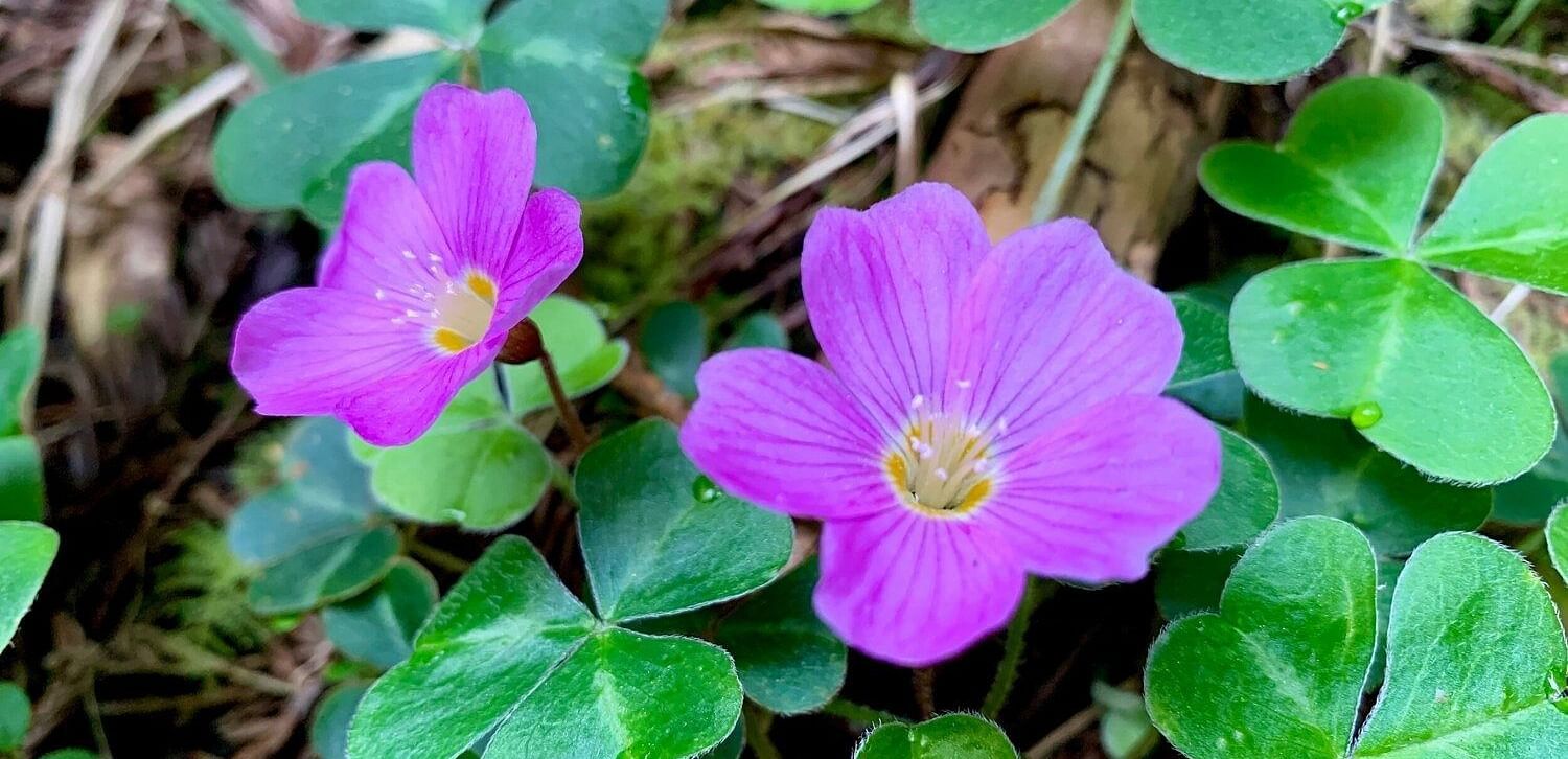 A close-up of two flowers surrounded by clover-like leaves.