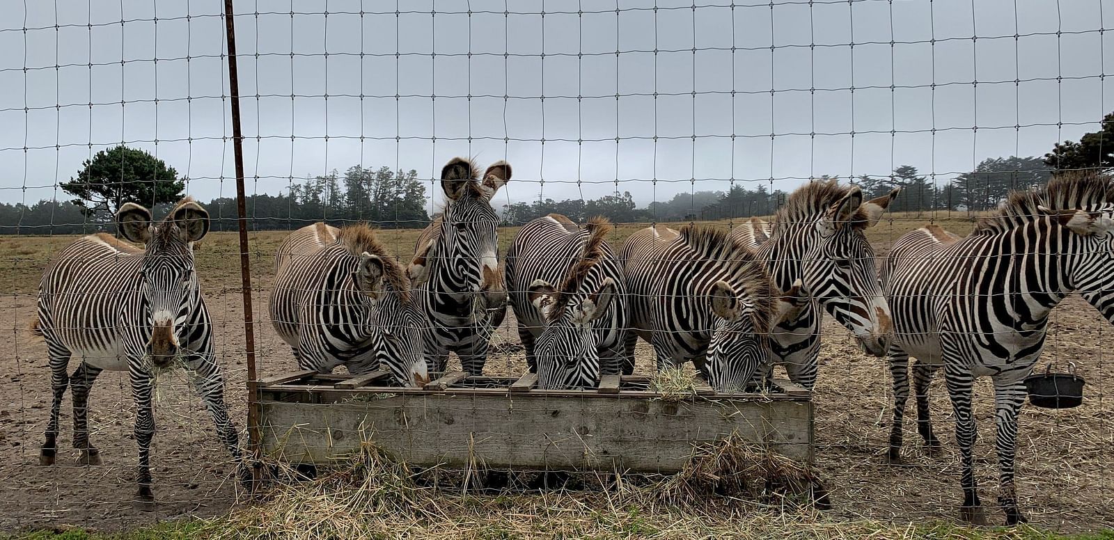 A group of zebras and donkeys stand together at a trough behind a wire fence in a field.
