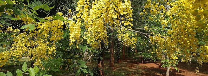 Yellow flowering trees in a garden, natural setting, sunlight.