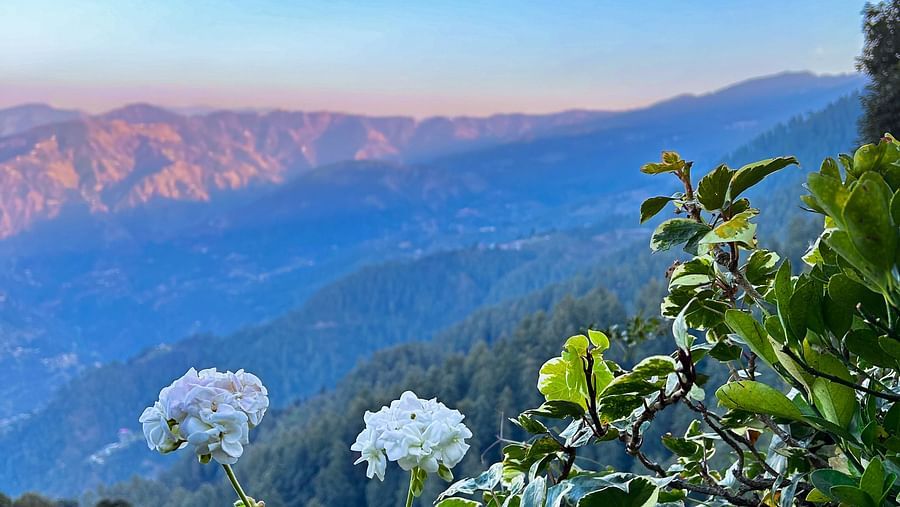 Stunning sunrise view over the Himalayas from a garden filled with flowers at Aranya Retreat, Mashobra