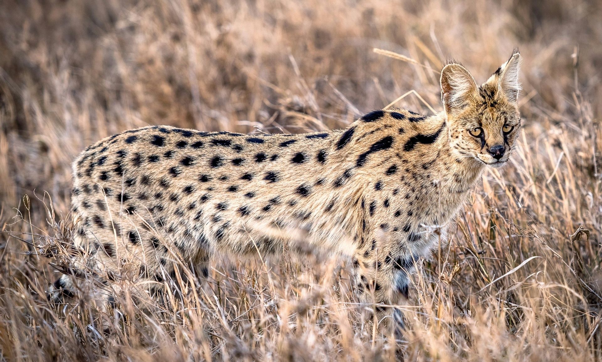 Serval cat standing in tall dry grass looking forward.