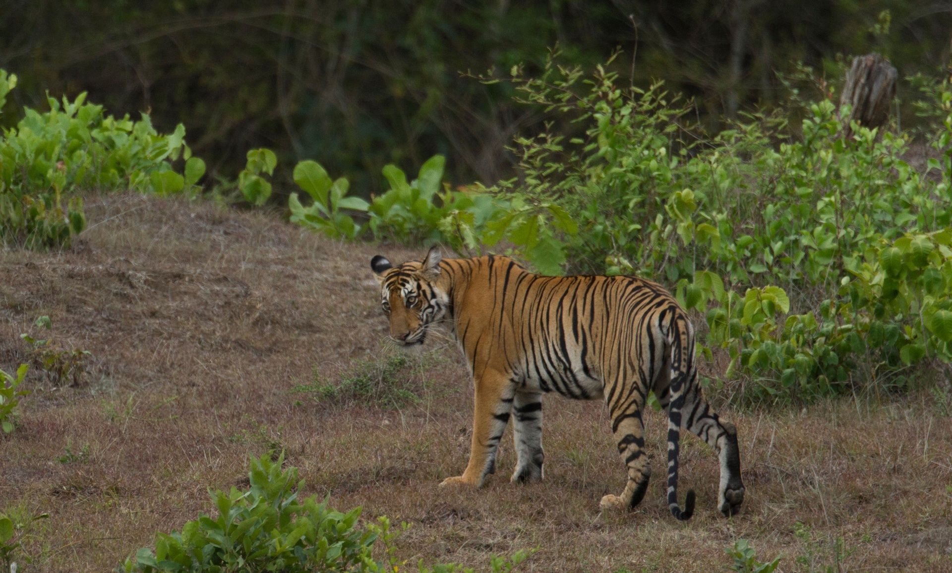 Royal Bengal Tiger in its natural habitat.