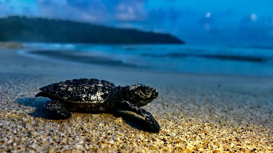 Baby Sea Turtle at Radhanagar Beach Havelock Island Photo by Vinod Bondi