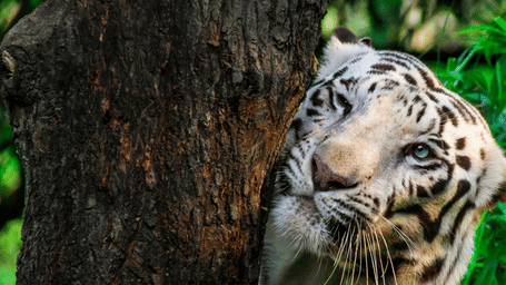 A close-up of a striped white tiger next to a tree at Nawab Wajid Ali Shah Zoological Garden.