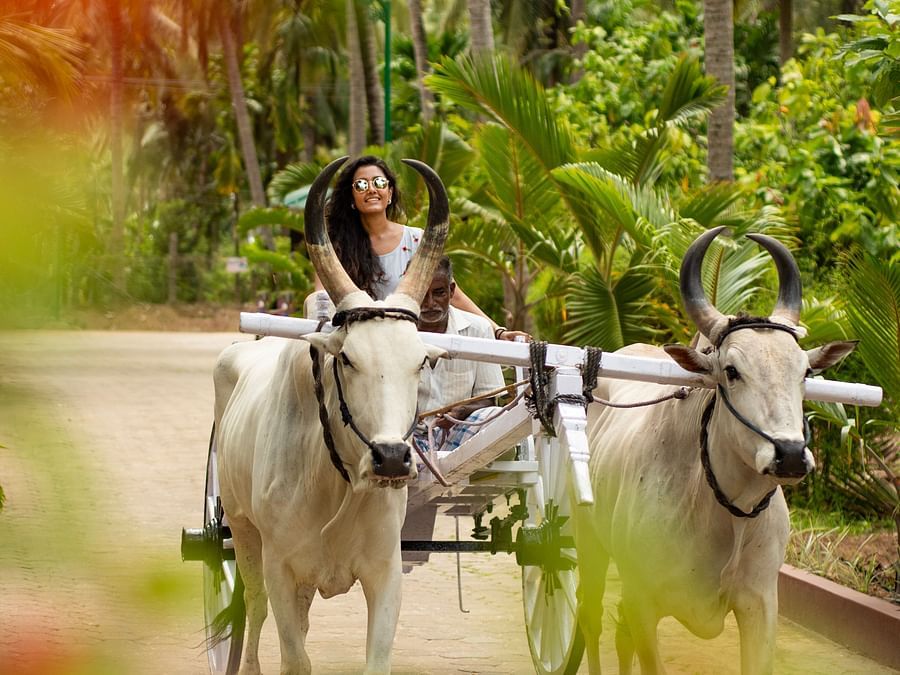 a woman riding a Bullock cart with coconut trees in the background  - Ibex River Resort, Pollachi