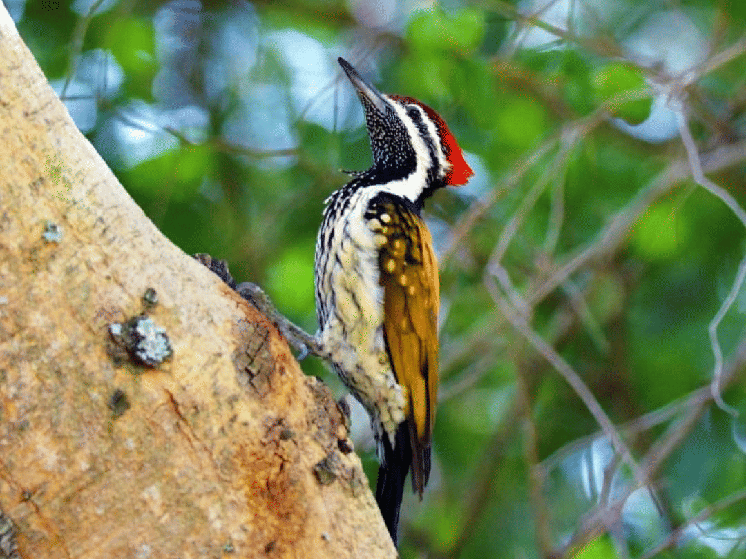 Birdwatching at Nagarahole with a vibrant bird on a branch.