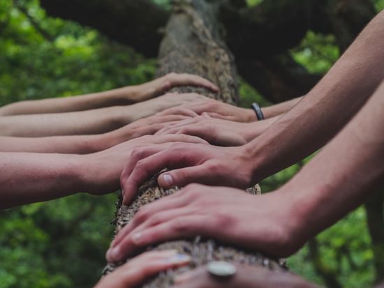 hands touching a tree trunk
