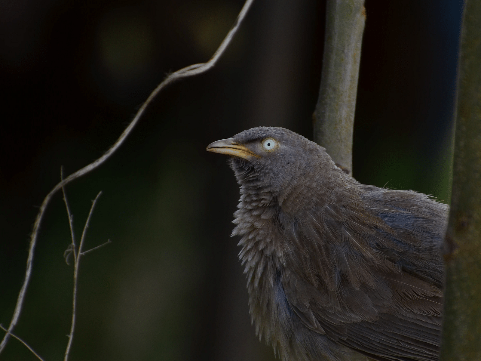 A close up image of a Jungle Babbler perching on the branch, captured in the day time