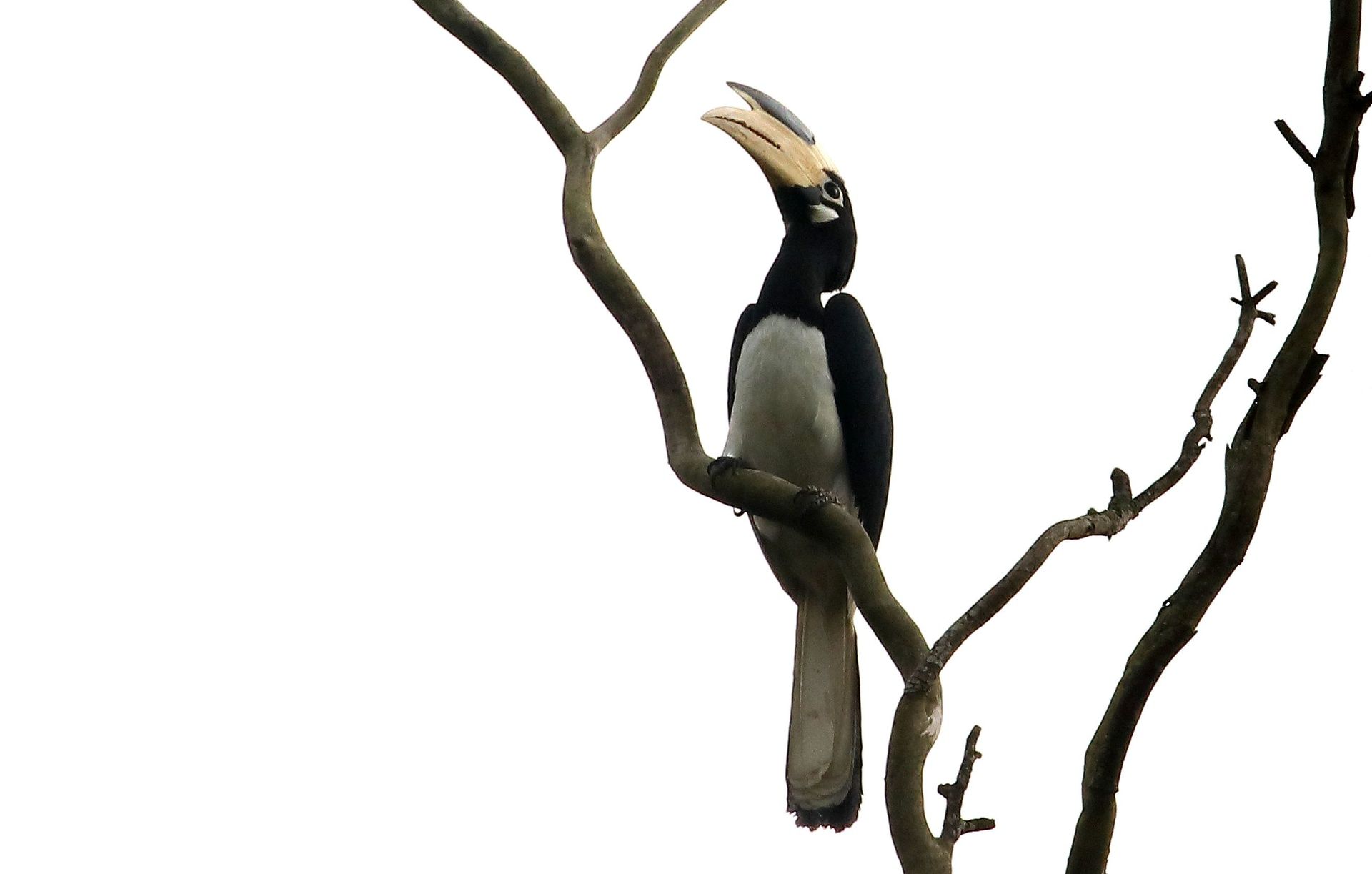 Malabar Pied Hornbill perched on a tree branch.
