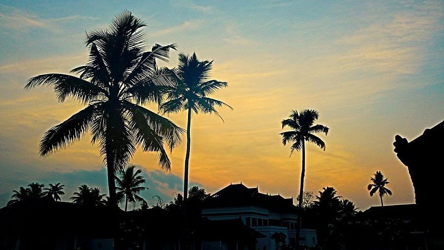 Bluish-golden sky with coconut trees in view - Rhythm Kumarakom