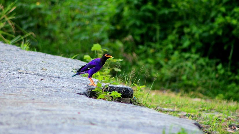a violet-coloured bird sitting on a rock surrounded by greenery