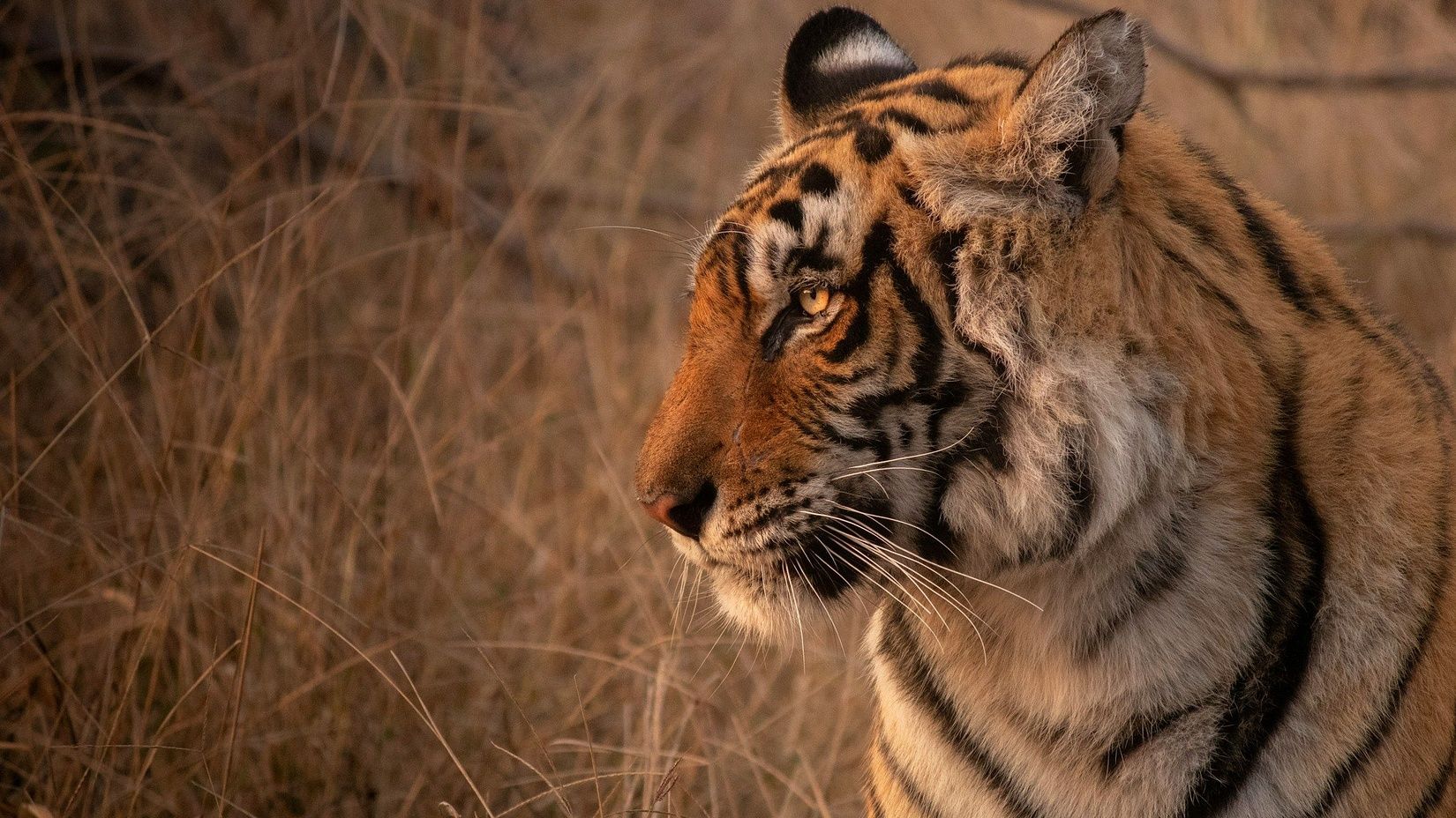 A close view of a tiger looking to the side 