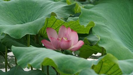A beautiful pink lotus blooms amongst large green lily pads.