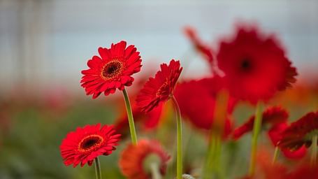 A close-up view of flowers in a garden, with some flowers in sharp focus and others blurred