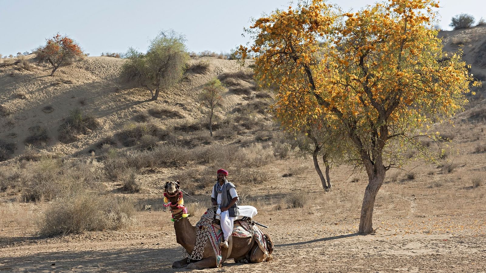 A caretaker sitting on his camel in the desert with a tree next to them - MANVAR Resort & Desert Camp