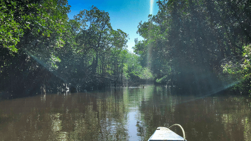 Mangrove park 