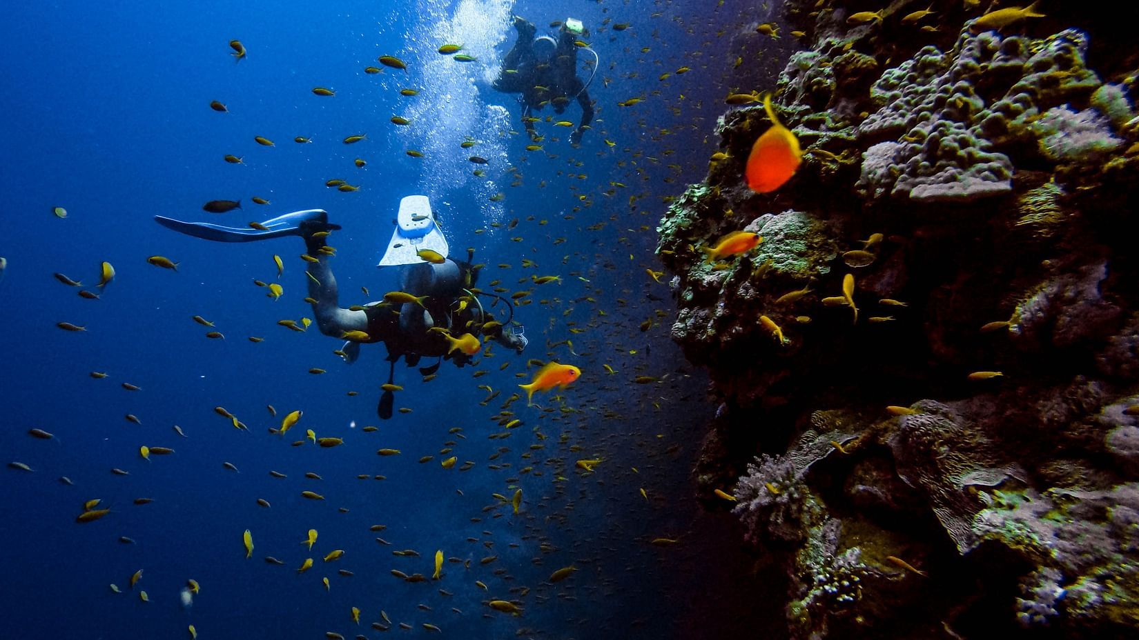 divers swimming near a school of fish