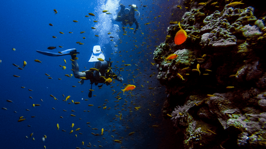 A view underwater of a person Scuba diving in Goa with reefs and fishes seen.