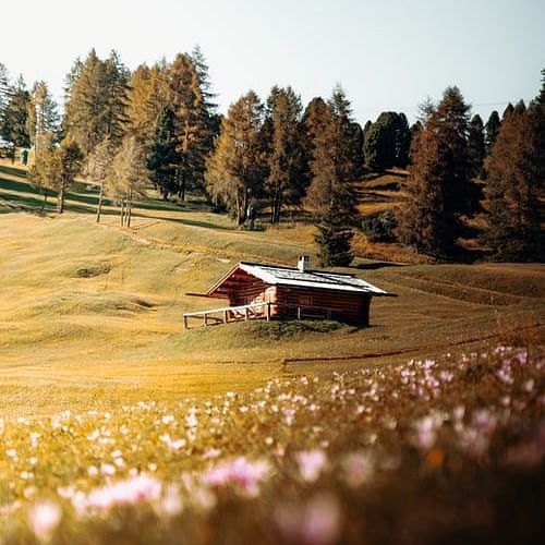 small hut amid a white flower garden