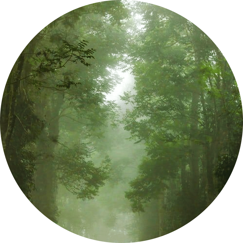 Two people walking on a foggy forest path.