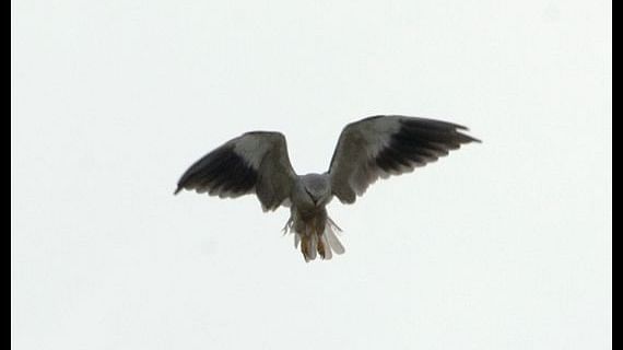 Birds at Shaheen Bagh Resort one of the best resorts in dehradun 