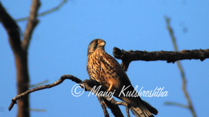 A common kestrel with spotted brown plumage perching on a bare tree branch against a clear blue sky.