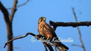Common Kestrel Male 1