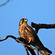 Common Kestrel Male -Bird-watching at  Wild Brook Retreat - Rajaji National Park, Uttarakhand